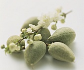 Almonds with flowering branch