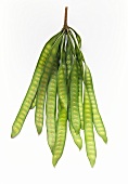 Petai beans (Parkia speciosa) on white background