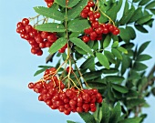 Rowan berries on branch