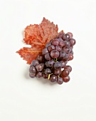 Red grapes with vine leaf
