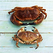 Crabs