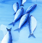 Several fresh herrings