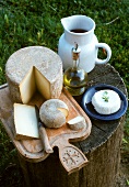 Various French cheeses on tree stump