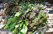 Various fresh garden herbs