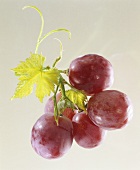 Red grapes with vine leaf