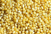 Millet (close-up)