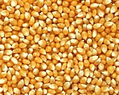 Grains of maize (filling the picture)