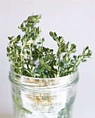 Fresh thyme in glass