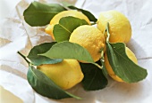 Lemons with leaves on paper