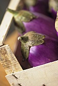 Aubergines in crate