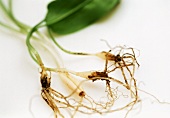Ramsons (wild garlic) leaf with roots