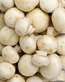 Button mushrooms (filling the picture)