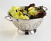 Various salad leaves in sieve