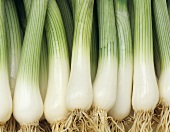 Spring onions (filling the picture)