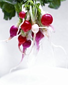 Washing radishes