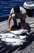 Frisch gefangene Lachse auf Bootssteg in Tasmanien