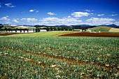 Onion farm in Australia
