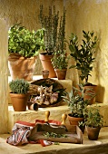 Various fresh herbs in pots
