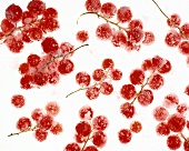 Sugared redcurrants