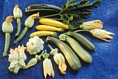 Verschiedene Zucchinisorten und Zucchiniblüten
