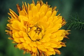 Marigolds