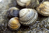 Cockles on stone background