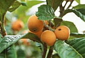 Medlars on the tree