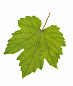 A vine leaf