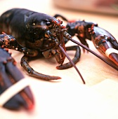 Fresh lobster with tied pincers