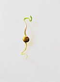 A lentil sprout