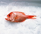 Fresh red snapper on ice