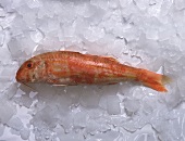 Fresh red mullet on ice