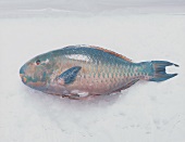 Fresh parrot fish