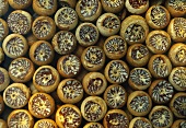 Betel nuts (filling the picture)