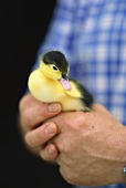 Man holding live goslings