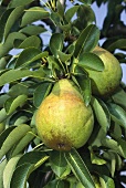 Pears (Williams Bon Chrétien) on the tree