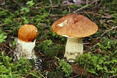 Aspen mushrooms (Leccinum rufum) in forest