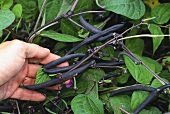Pole beans (Blauhilde variety) with hand