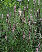 Motherwort (Leonurus cardiaca) with flowers
