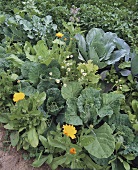 Vegetable bed with marigolds