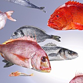Various salt-water fish in an aquarium