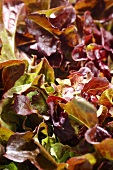 Oak leaf lettuce (detail)