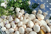 Champignons in blauem Korb