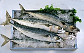 Fresh mackerel in a crate with ice and seaweed
