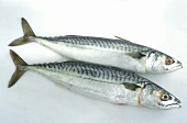 Two fresh mackerel