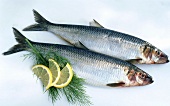 Fresh herrings with lemon and dill