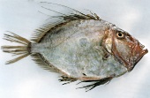 Fresh John Dory