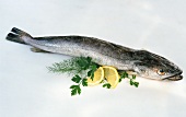 Fresh hake with herbs and lemon