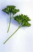 Two stalks of curled parsley