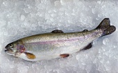 Fresh salmon trout on ice